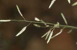 Indian lovegrass 